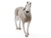 Фигурка Schleich Голштинский мерин