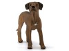 Фигурка Schleich Родезийский риджбек
