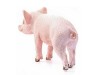 Фигурка Schleich Поросенок, стоит